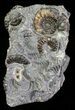 Ammonite (Promicroceras) Fossil Cluster - Somerset, England #63508-2